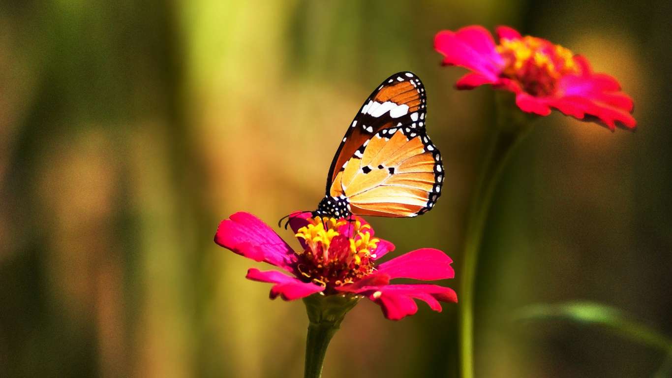 Ченнелинги Animals___Insects_____Butterfly_on_red_flower_086939_24