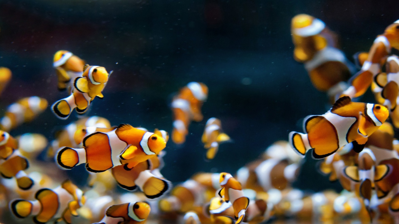 http://www.zastavki.com/pictures/1366x768/2014/Animals___Under_water_Aquarium_fish_079978_24.jpg