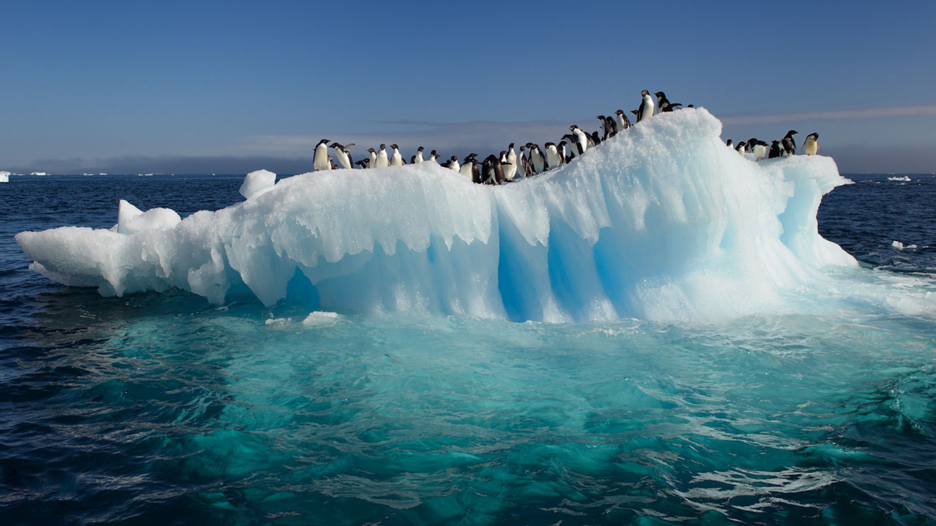 Пингвины на тающей льдине