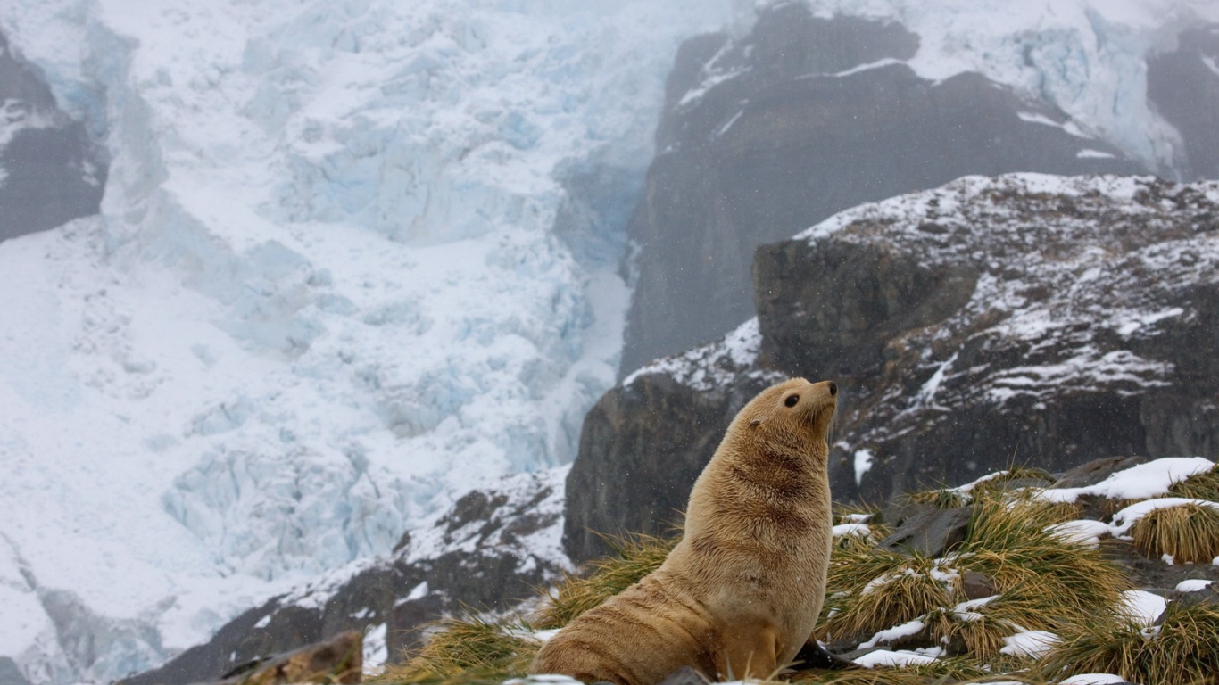 The seal in the mountains