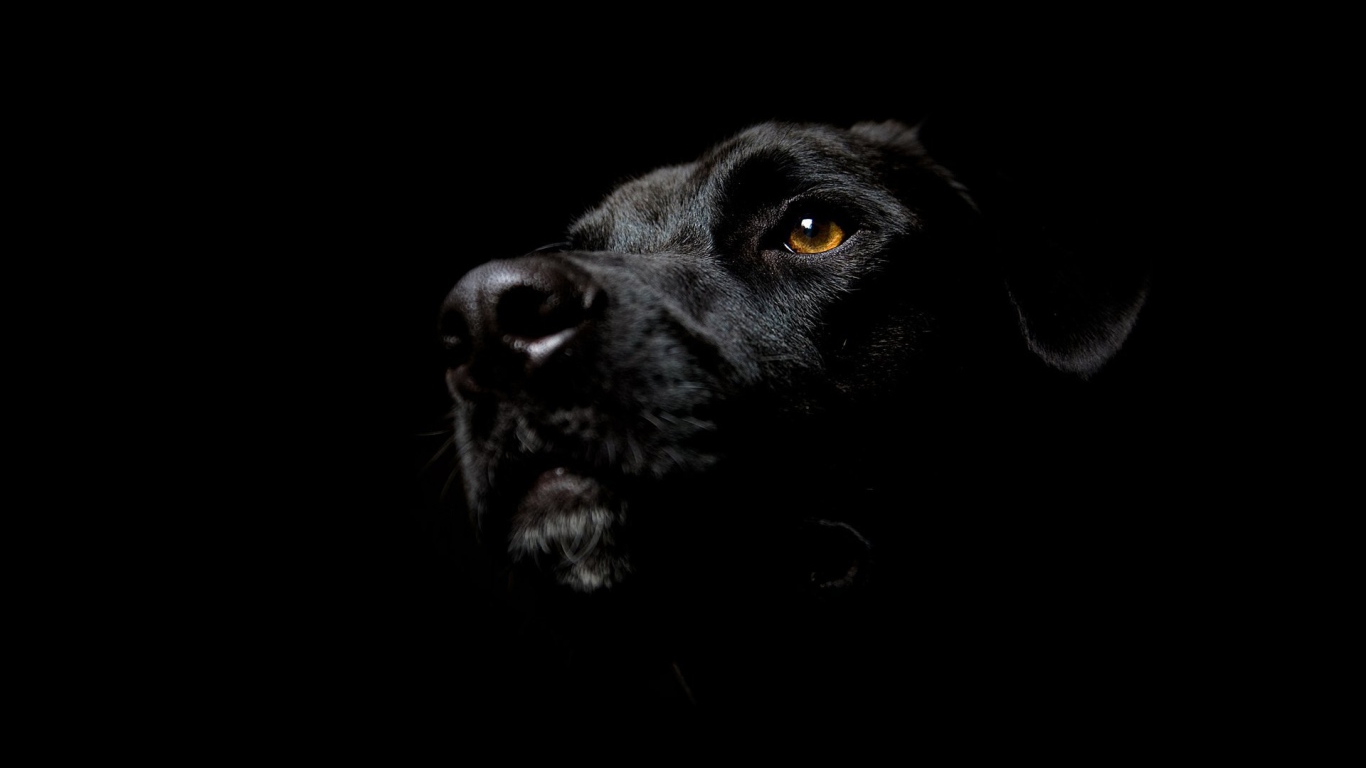 Собака на черных обоях