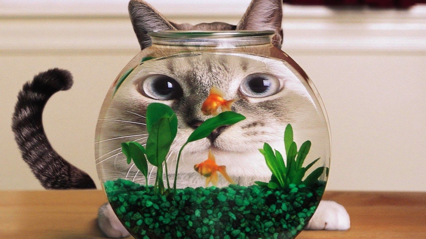 Кот смотрит на рыбок