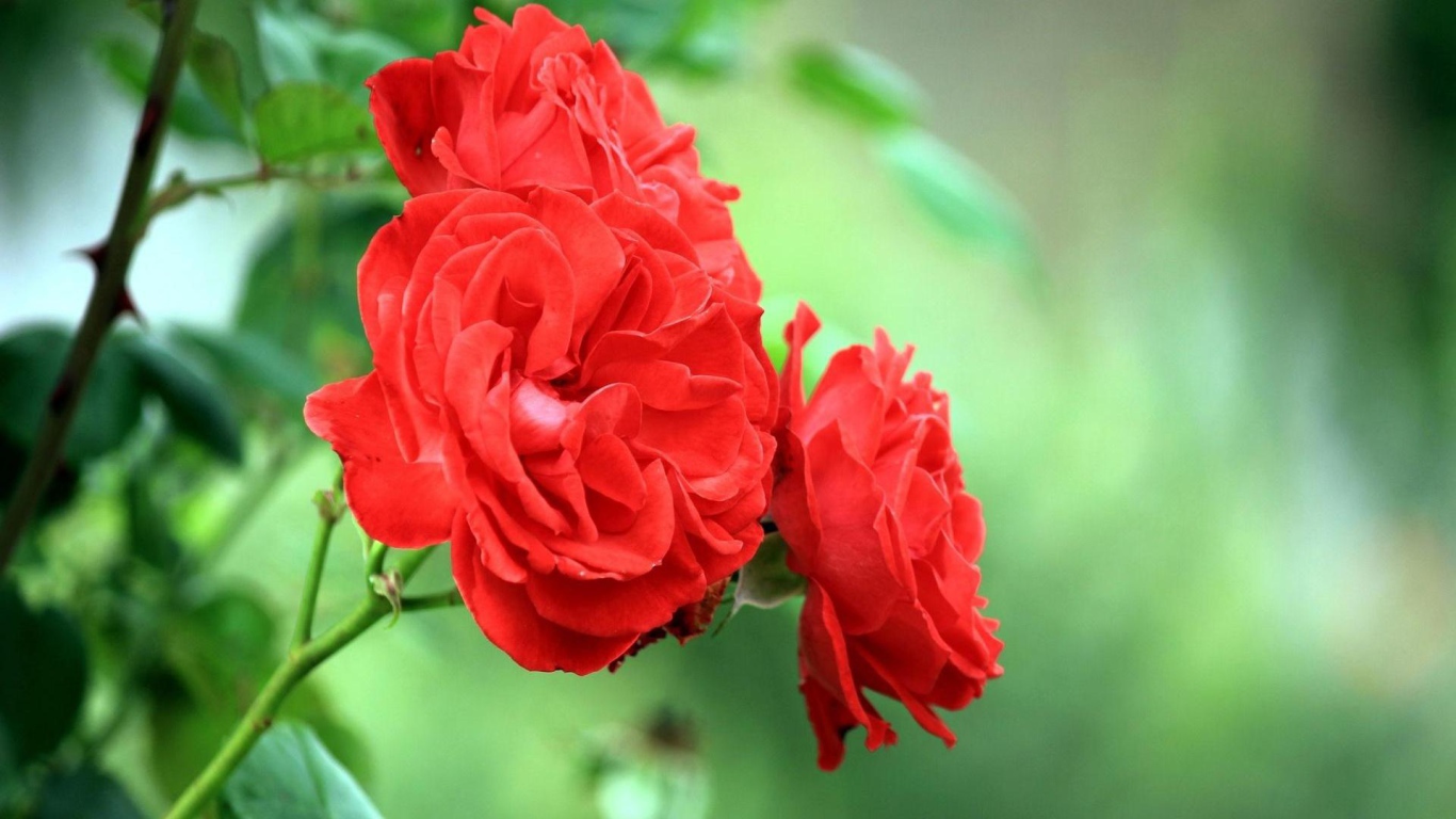 Садовые красные розы на фоне зелени