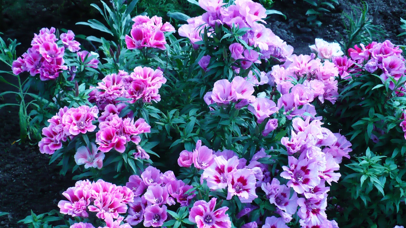 В саду красивые цветы кларкия (годеция) 