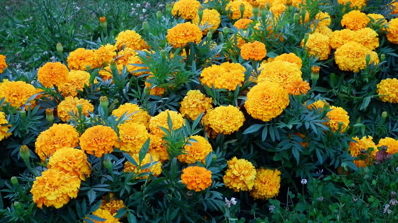 Желтые цветы на природе