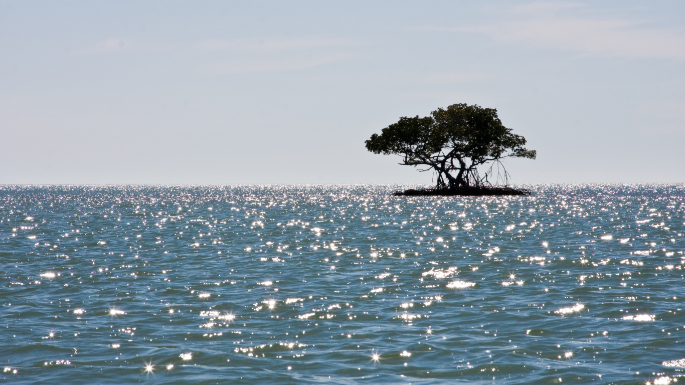 Маленький остров с деревом
