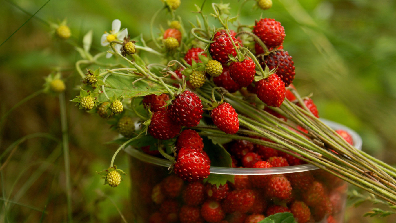 http://www.zastavki.com/pictures/1366x768/2014/Nature___Seasons___Summer_Summer_strawberries_078235_24.jpg