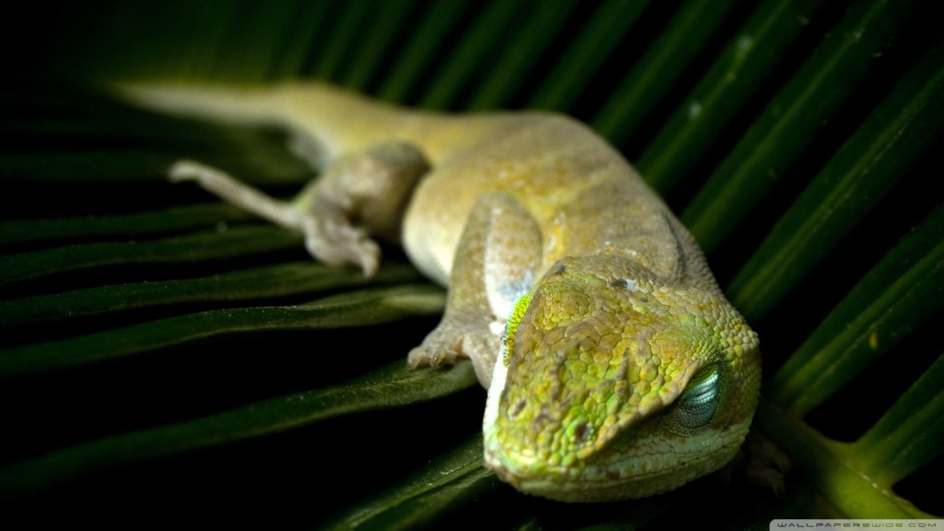Зеленая ящерица спит на большом листе