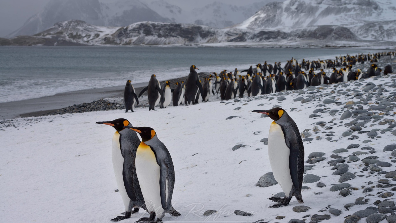 Пингвины гуляют по берегу
