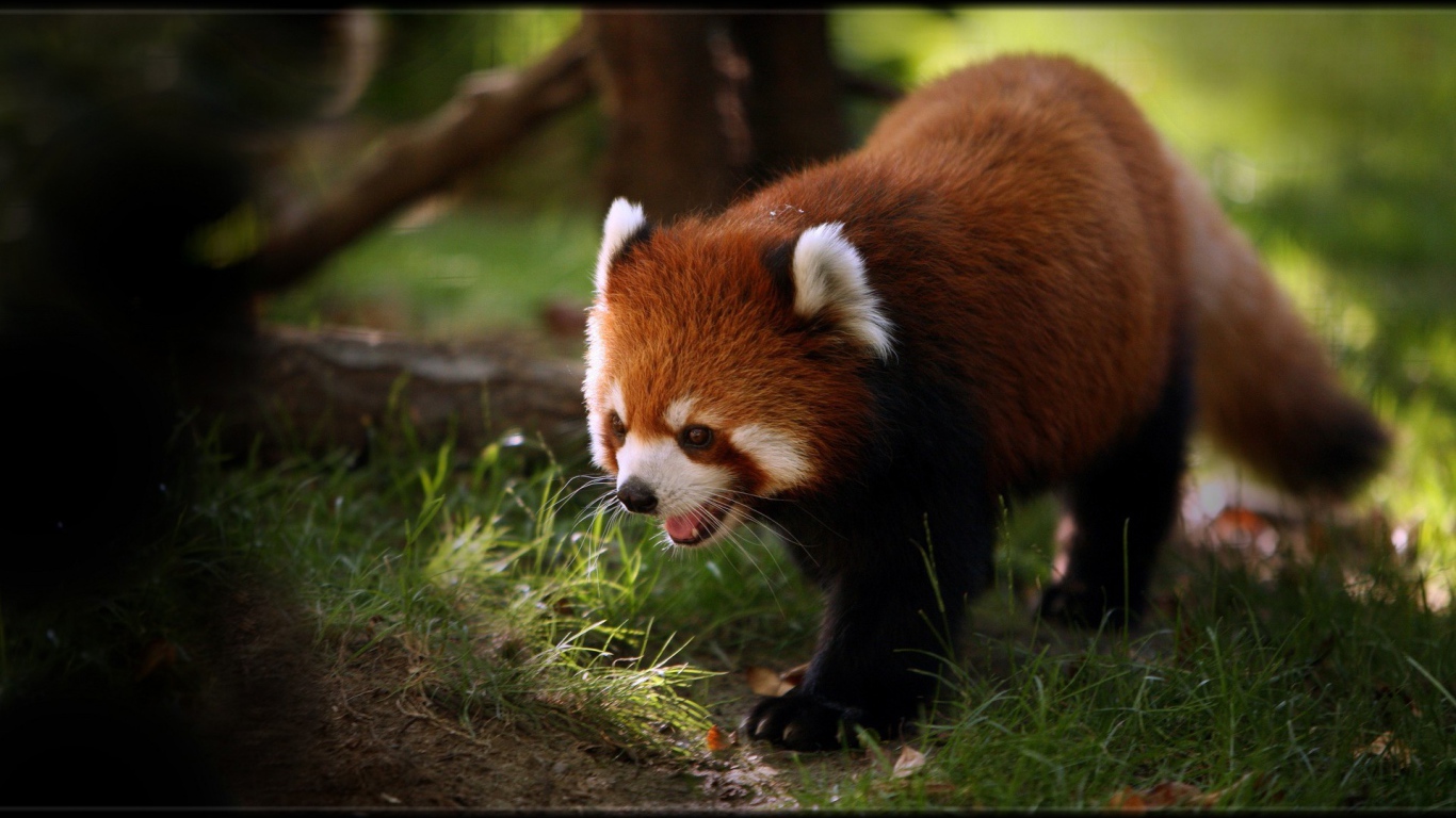Красная панда ищет чем поживиться