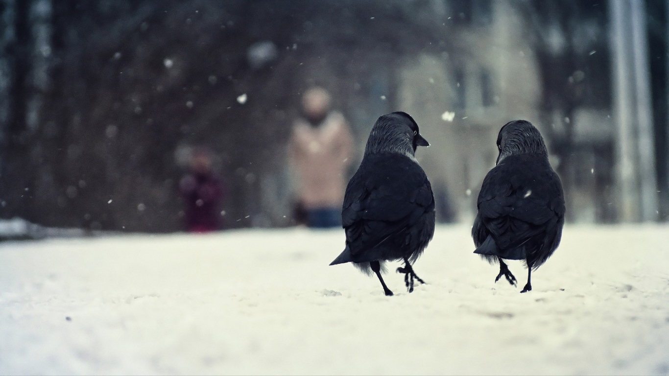 Две вороны гуляют по снегу