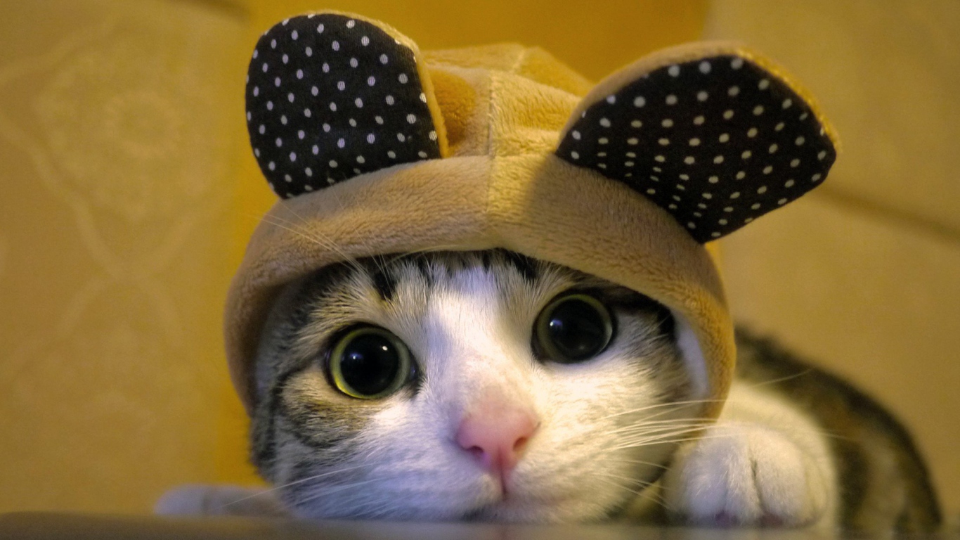 Кот в костюме с ушами