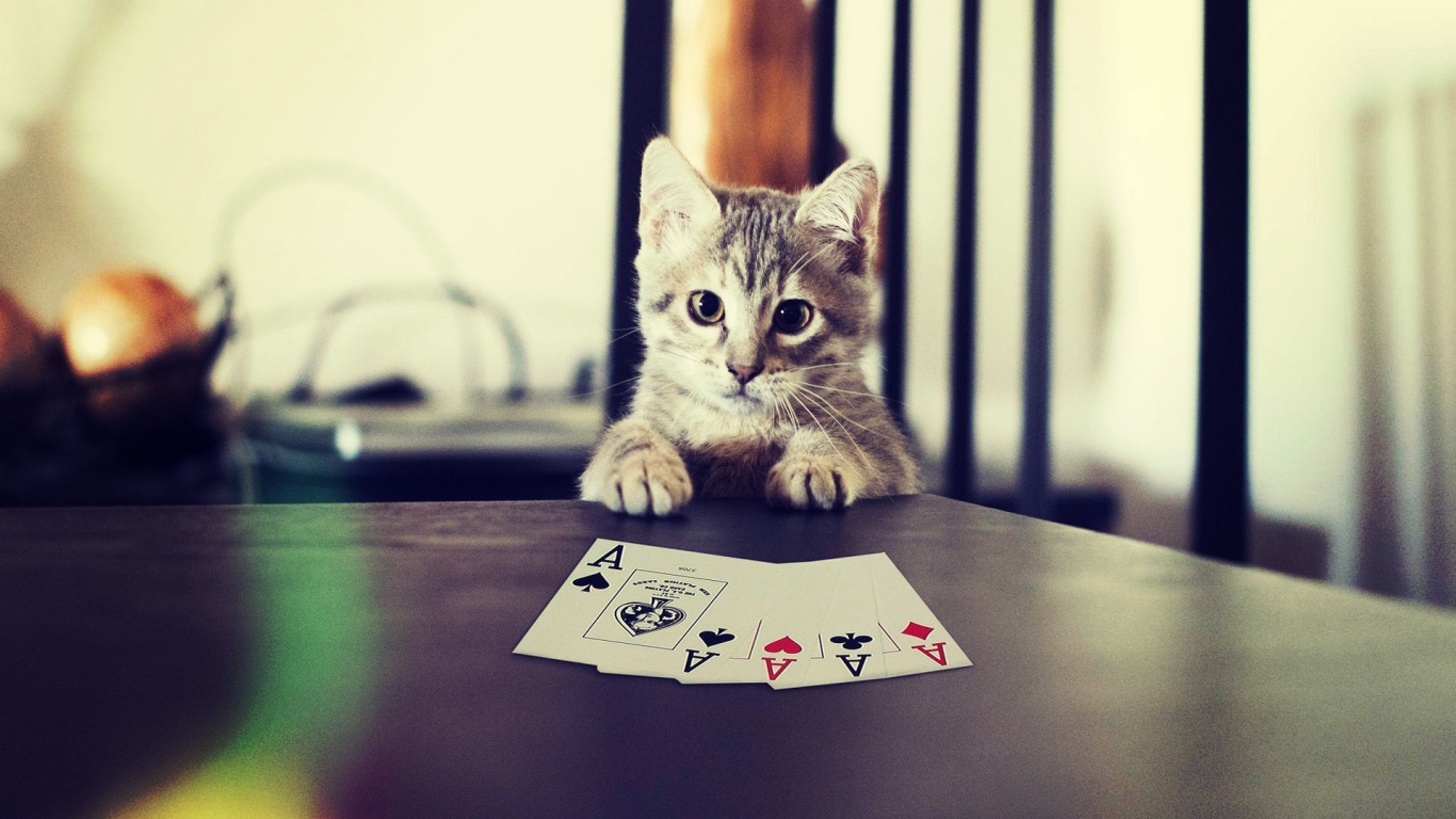 Кот выиграл в карты