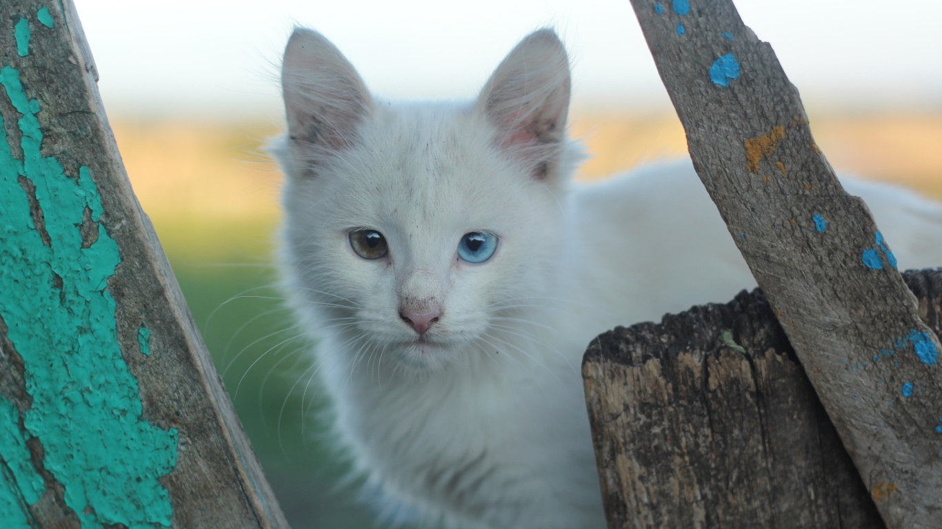 Грязный белый кот с разными глазами