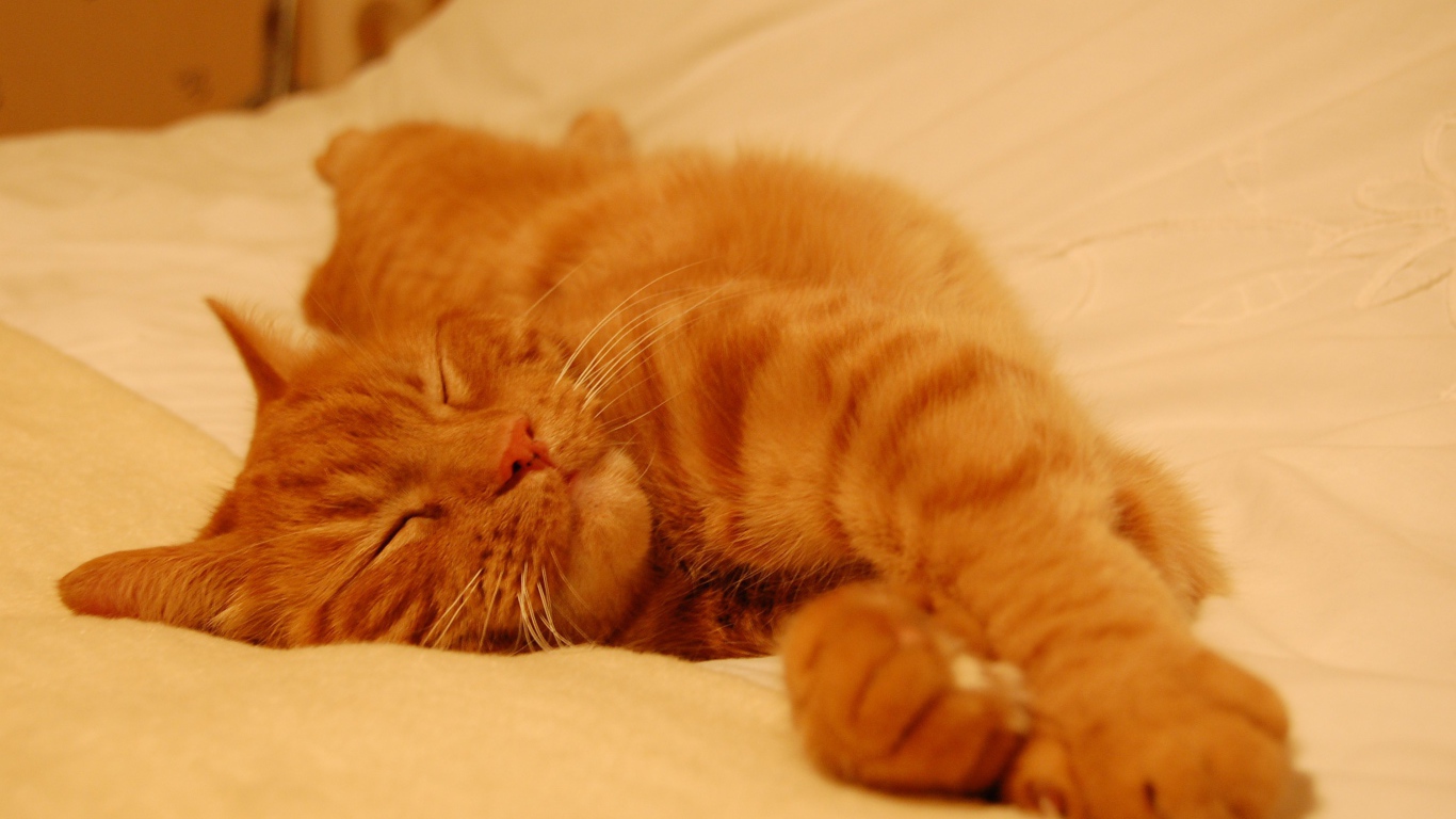 Red cat sleeping sweetly on the sheet
