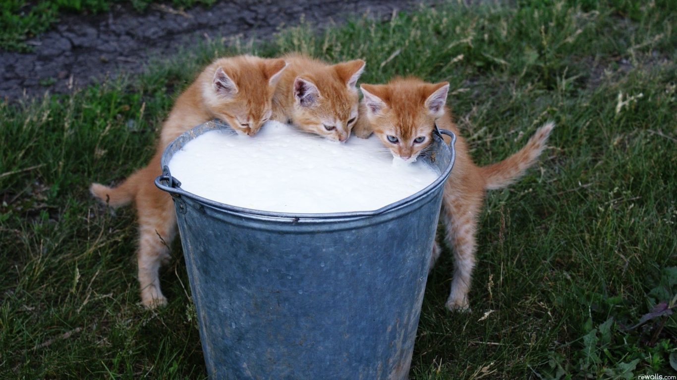 Рыжие котята пьют молоко из ведра