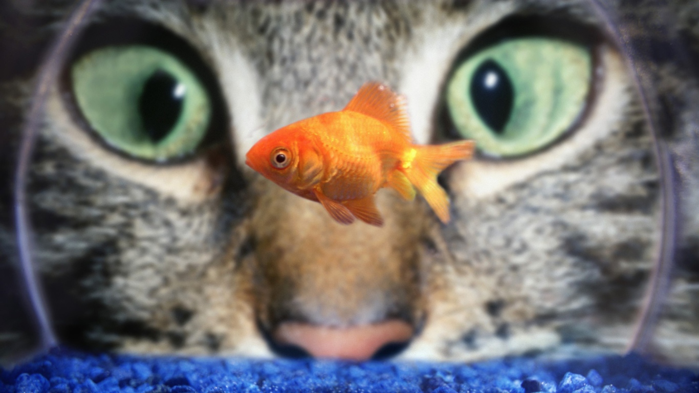 Кот наблюдает за рыбкой в аквариуме
