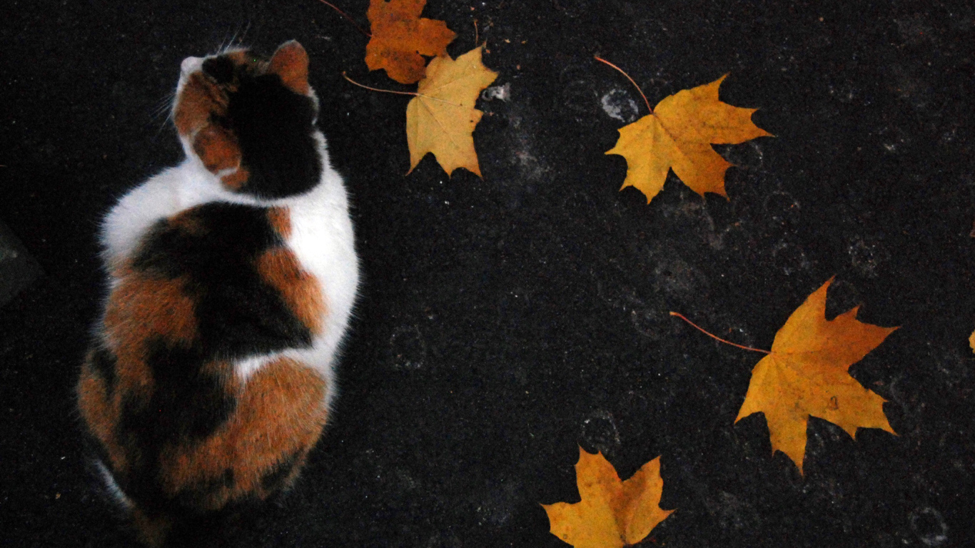 Трехцветный кот и осенние листья