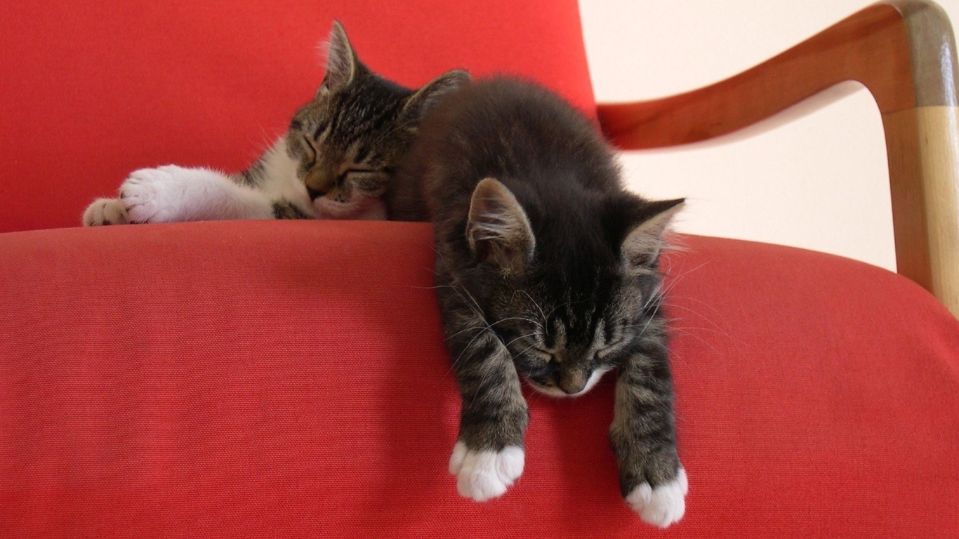 Два ленивых котенка на красном кресле