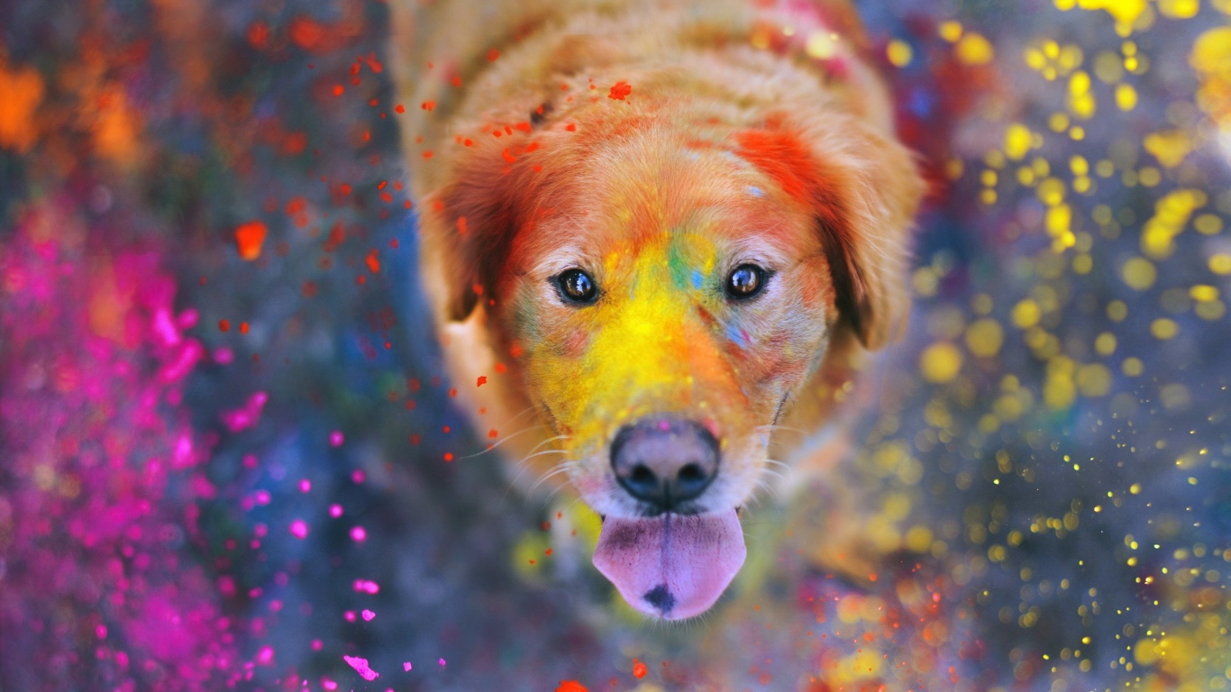 Краска на лице доброй собаки