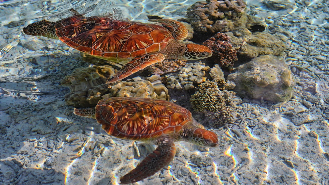 Черепахи в кристально чистой воде