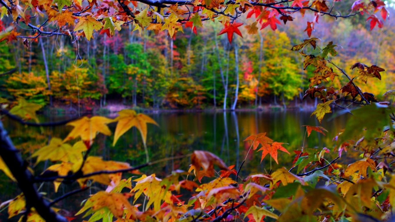 Листья на осенних деревьях у реки