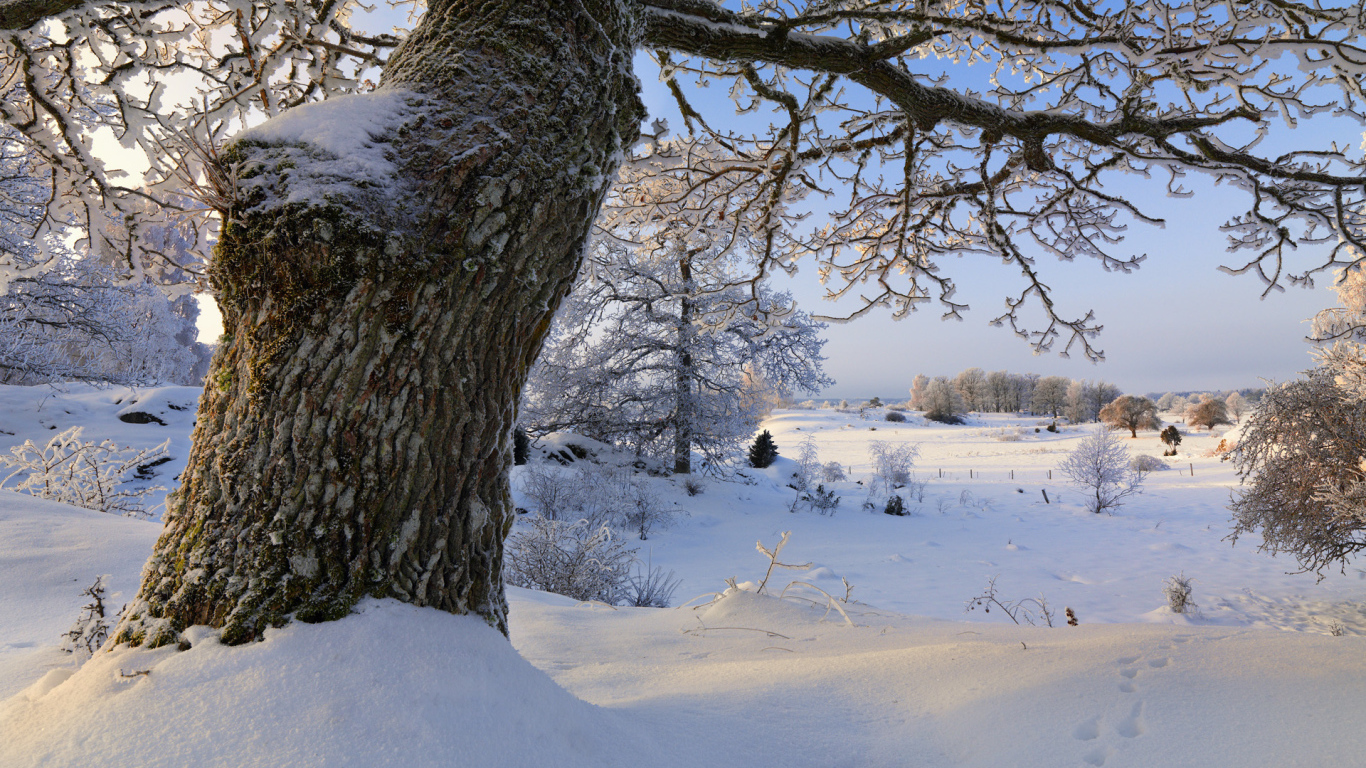 Толстое дерево в снегу