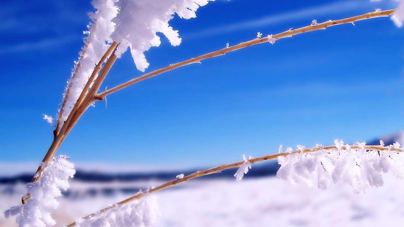 	   Branch in the snow
