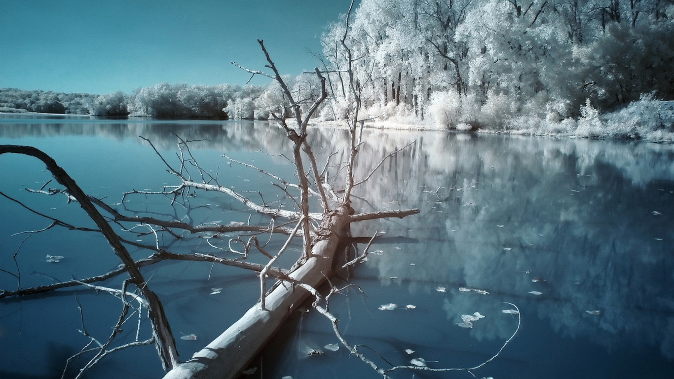 Сухое дерево на замерзшей реке