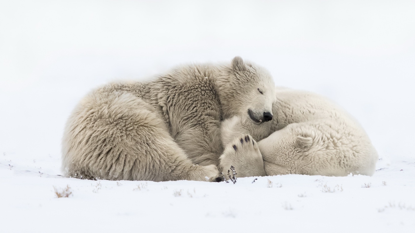 Два больших белых медведя спят на снегу 
