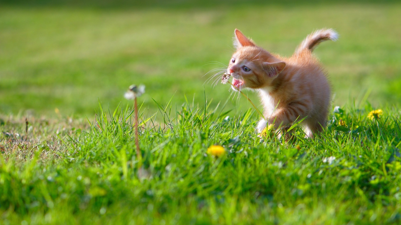 Маленький рыжий котенок играет с цветком одуванчика