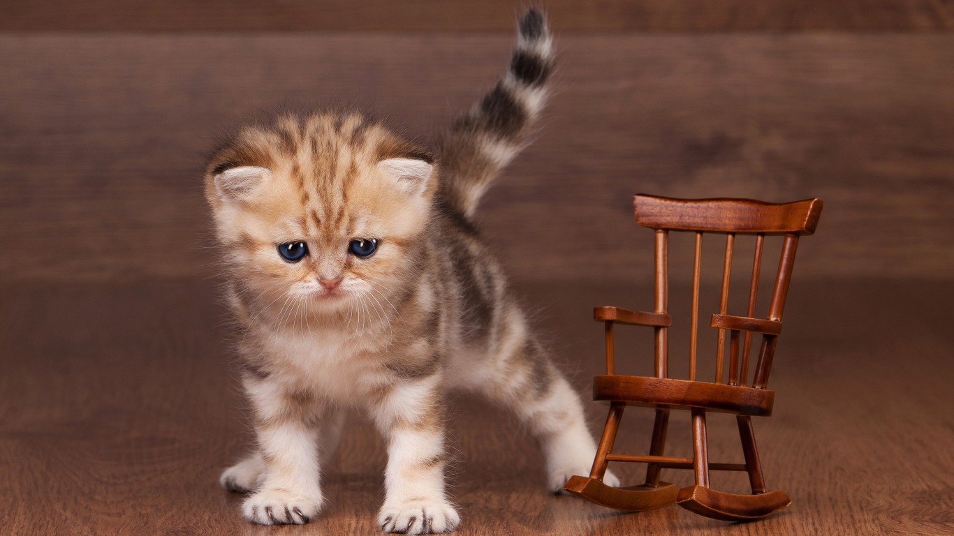 Маленький котенок рядом с игрушечным деревянным креслом