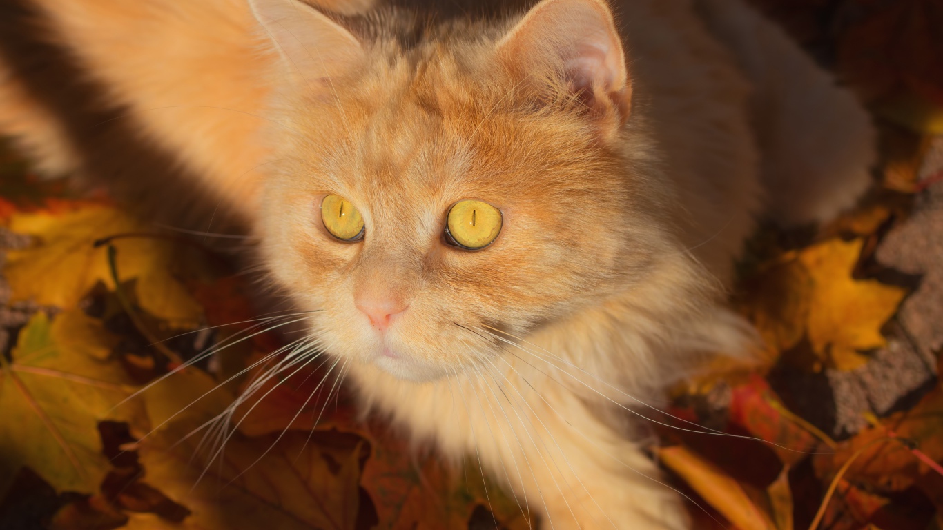 Красивый рыжий пушистый кот лежит на желтой траве