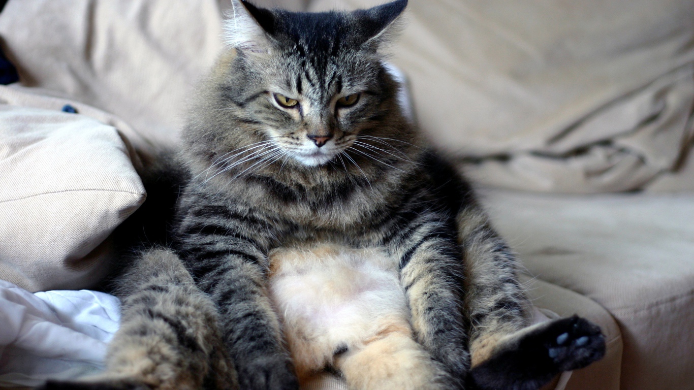 Большой грустный серый кот сидит на диване