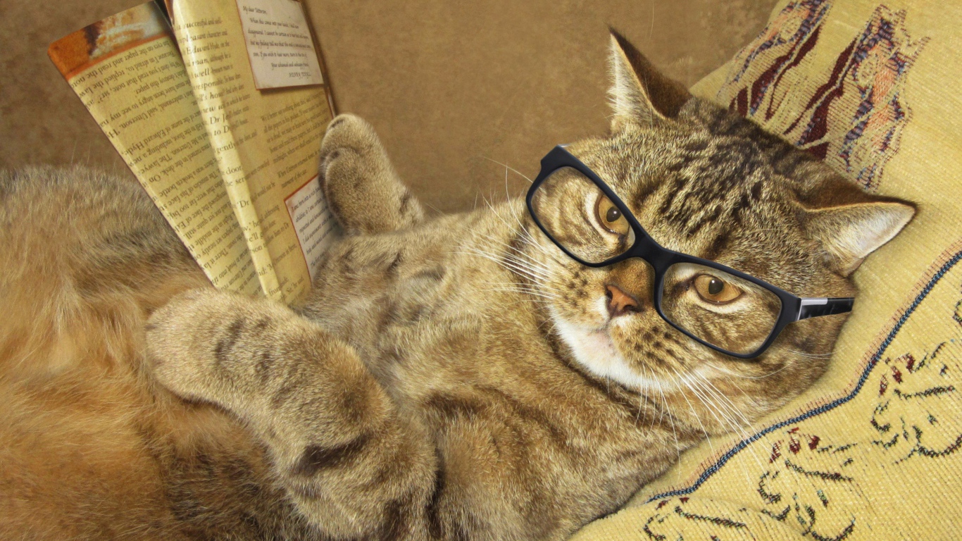 Забавный серый кот в очках и с газетой лежит на подушке