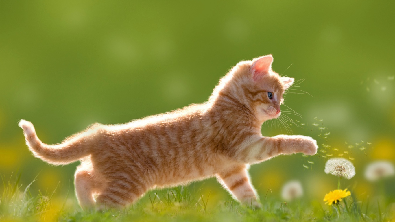 Маленький рыжий котенок с цветами одуванчика на зеленой траве
