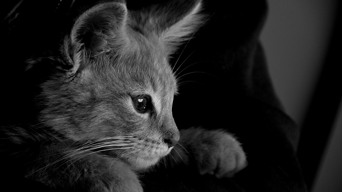 Маленький котенок на руках черно-белое фото 