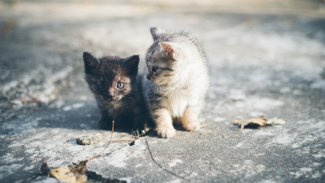 Два маленьких милых котенка сидят на дороге