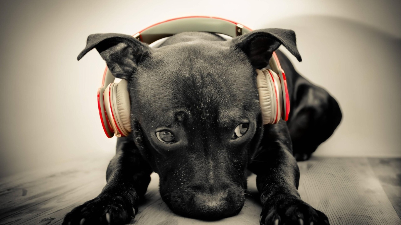 Black puppy in red headphones 