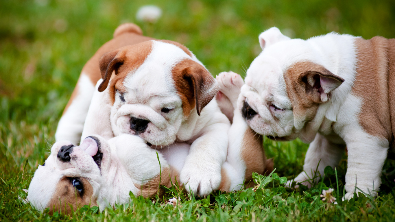 Три щенка бульдога играют на зеленой траве