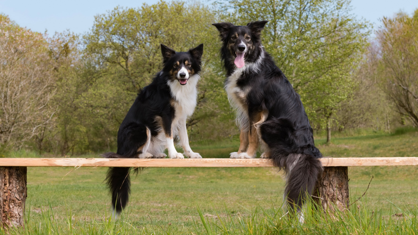 Две собаки породы бордер-колли сидят на деревянной лавке