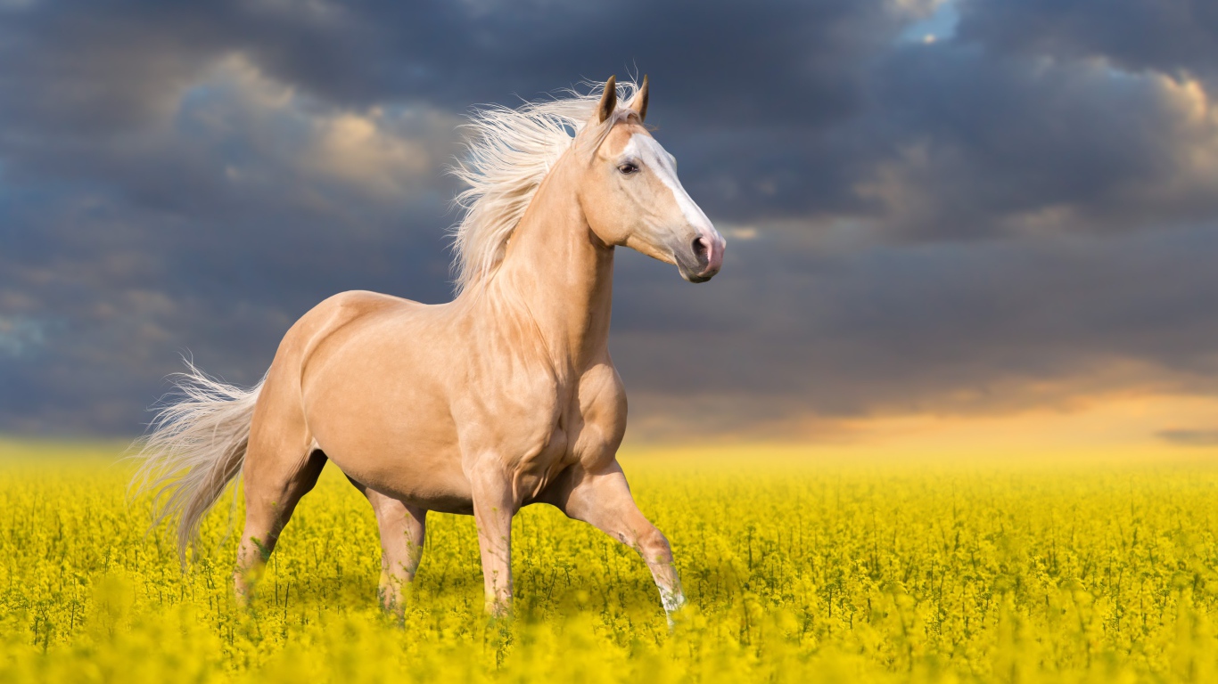 Красивая лошадь скачет по полю с желтыми цветами на фоне красивого неба