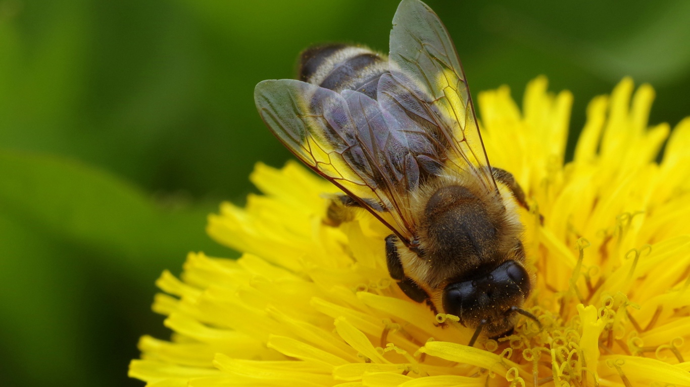 Пчела на желтом одуванчике крупным планом 