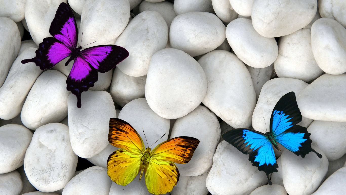 Three multicolored butterflies on white stones