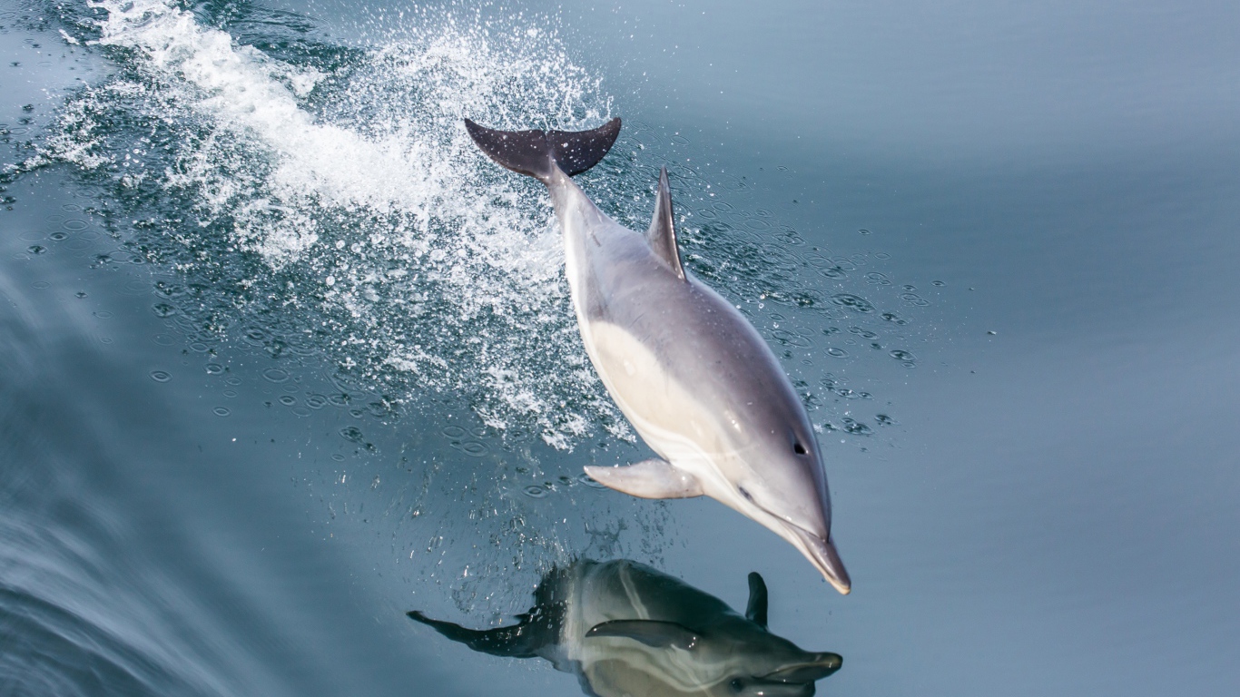 Дельфин в прыжке отражается в воде