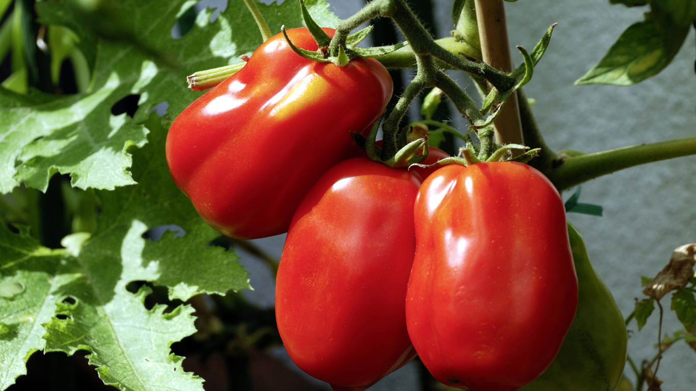 Три красных свежих помидора на грядке крупным планом