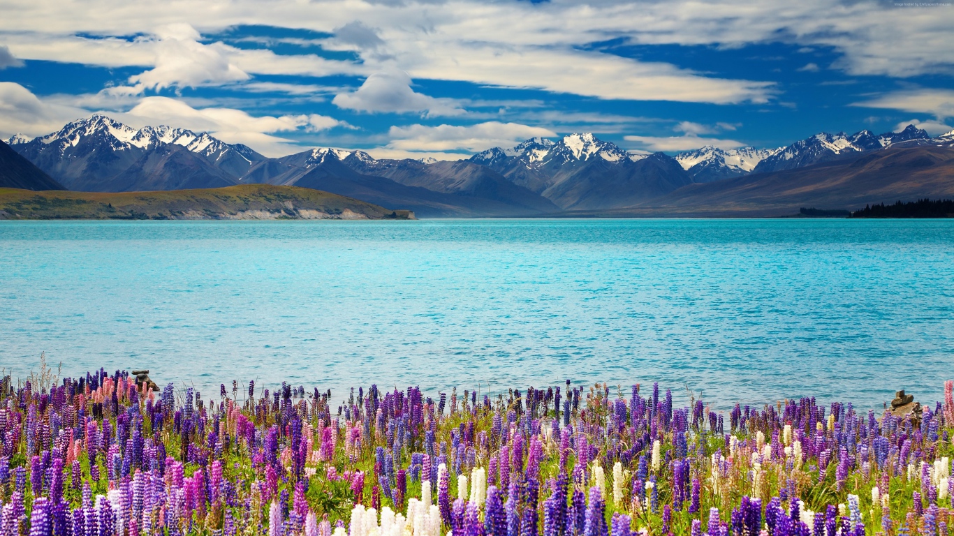 Красивые цветы на берегу озера Текапо на фоне гор, Новая Зеландия