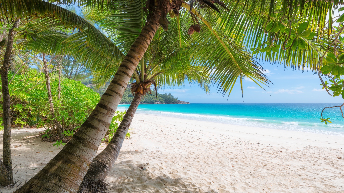 Зеленые пальмы на белом песке на берегу океана в тропиках