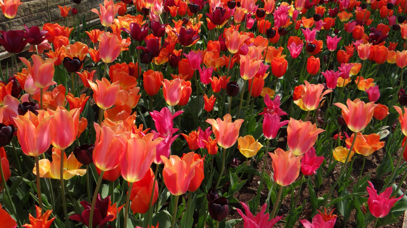Beautiful multi-colored tulips in a flower bed near