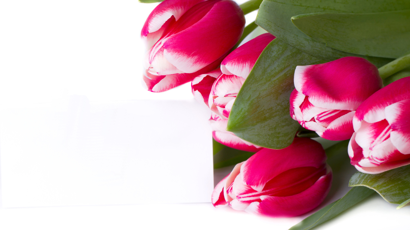 Розовые тюльпаны на белом фоне 